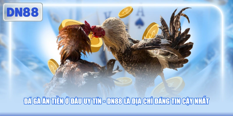Đá gà ăn tiền ở đâu uy tín - DN88 là địa chỉ đáng tin cậy nhất